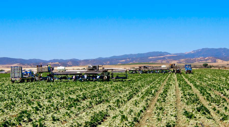 Quali sono le scelte di veicoli più popolari a Salinas?